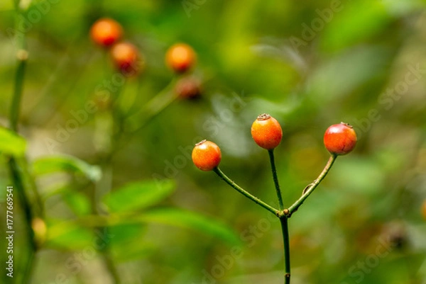 Fototapeta red fruit in a field