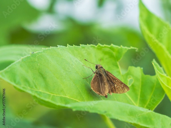 Obraz 秋の野山　セセリチョウが葉にとまる01