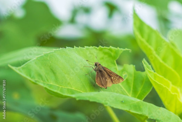 Obraz 秋の野山　セセリチョウが葉にとまる02