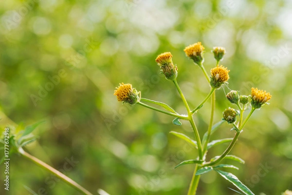 Obraz 秋の野山　コセンダングサの黄色い花02