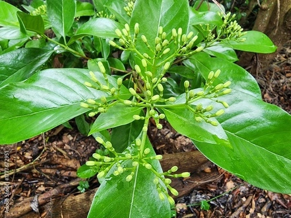 Fototapeta Tarenna wallichii is a shrub with fragrant, creamy white or yellowish-white inflorescences. It is popularly grown as an ornamental hedge plant.