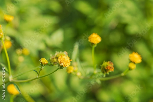 Obraz 秋の野山　コセンダングサの黄色い花03