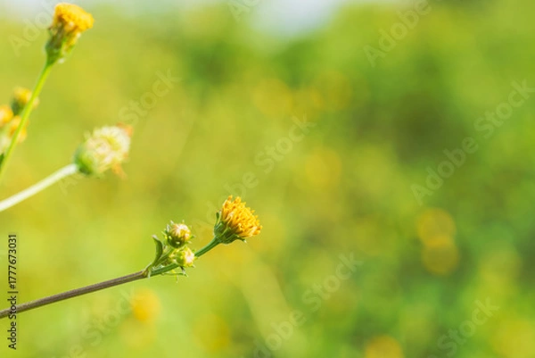 Obraz 秋の野山　コセンダングサの黄色い花01