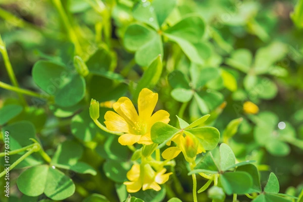 Obraz 秋の野山　カタバミの黄色の花01