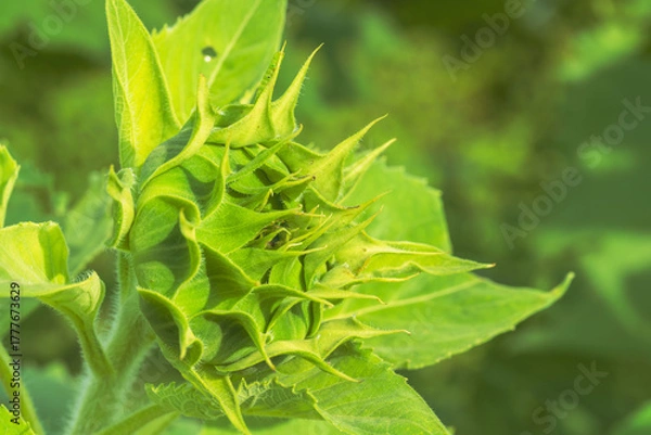 Obraz 秋の野山　ヒマワリの蕾のアップ05