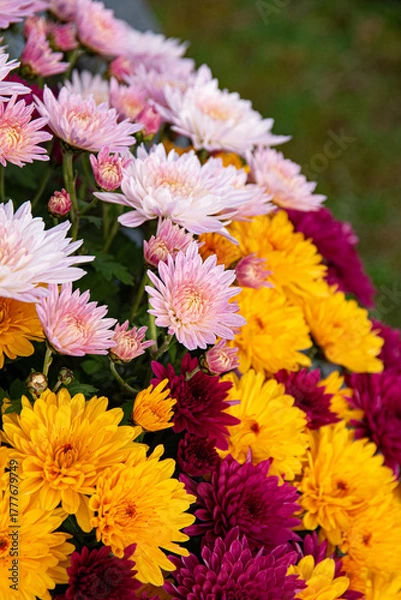 Fototapeta Chrysanthèmes multicolores, format vertical avec de l'herbe en arrière plan