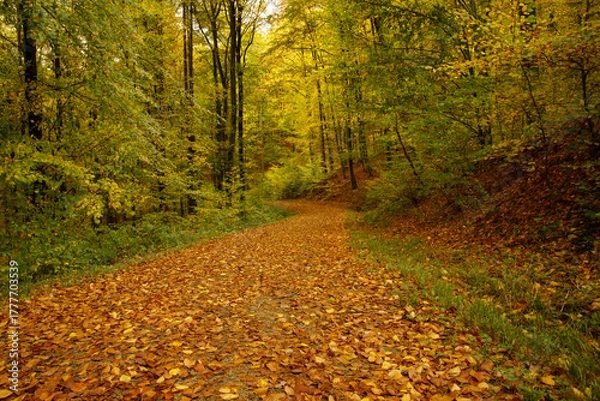Fototapeta a cloudy autumn morning in the Pfälzerwald