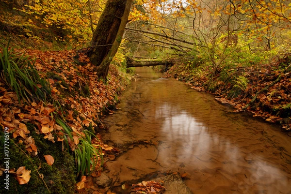 Obraz a cloudy autumn morning in the Pfälzerwald