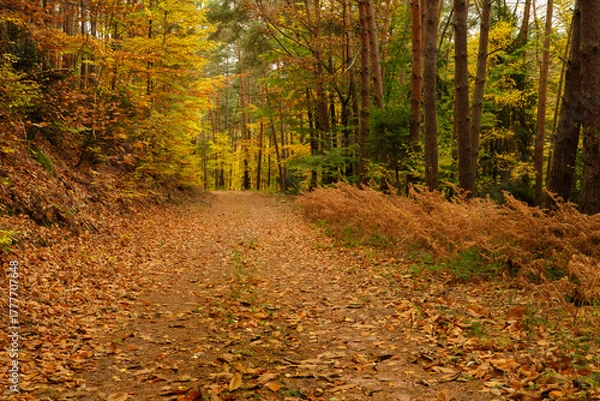 Fototapeta a cloudy autumn morning in the Pfälzerwald