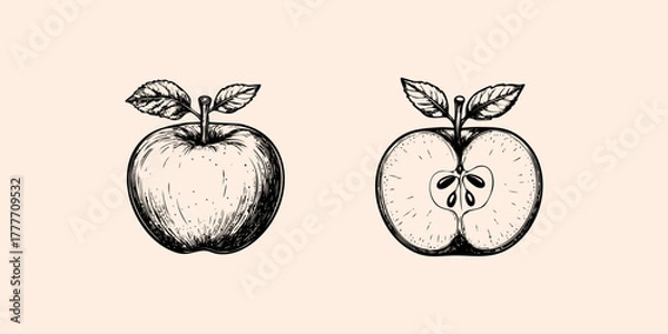 Fototapeta Apple fruit. Etching style illustration.