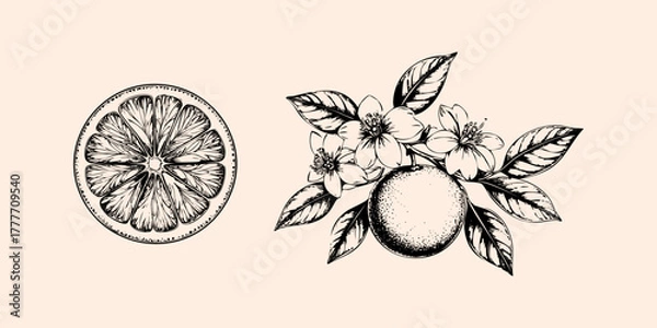 Fototapeta Orange fruit. Etching style illustration.