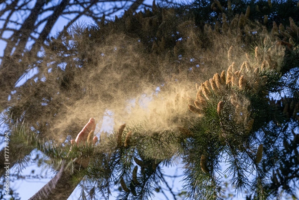 Obraz Shaking pollen off the cedar tree cones