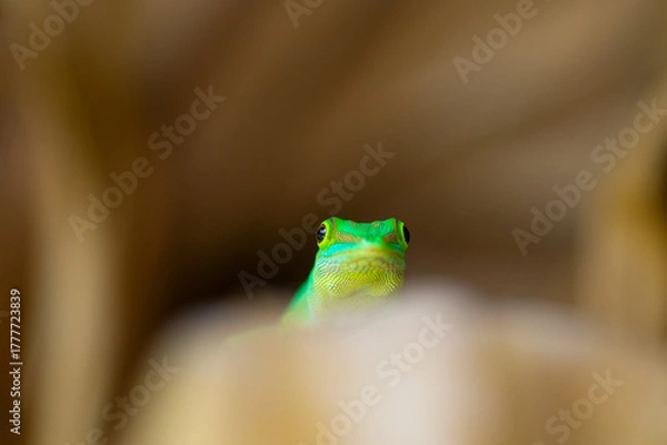 Fototapeta Vibrant green gecko clings to dry leaves surface, showcasing intricate skin patterns, textured feet, and vivid coloration.