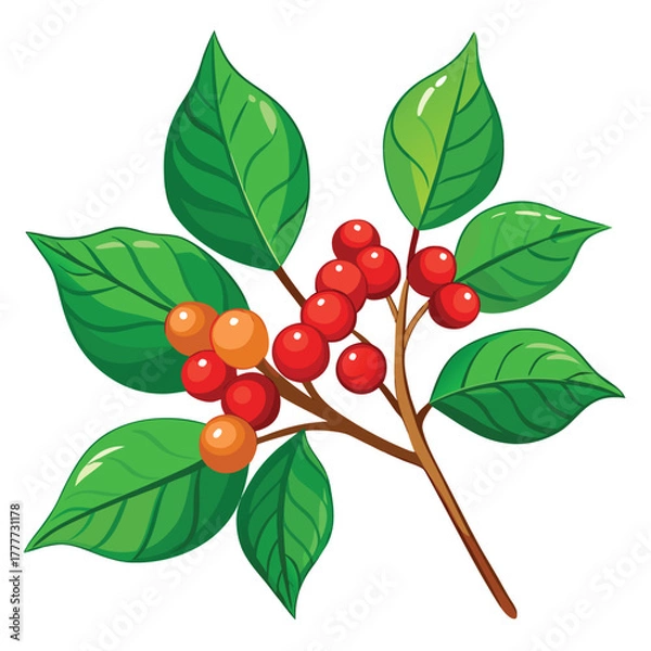 Fototapeta Branch with berries and leaves, botanical illustration, plant drawing branch