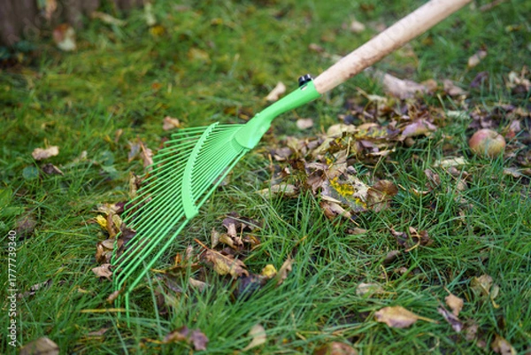 Fototapeta Green rake working among fallen autumn leaves and an apple, tidying up the yard in Fall season
