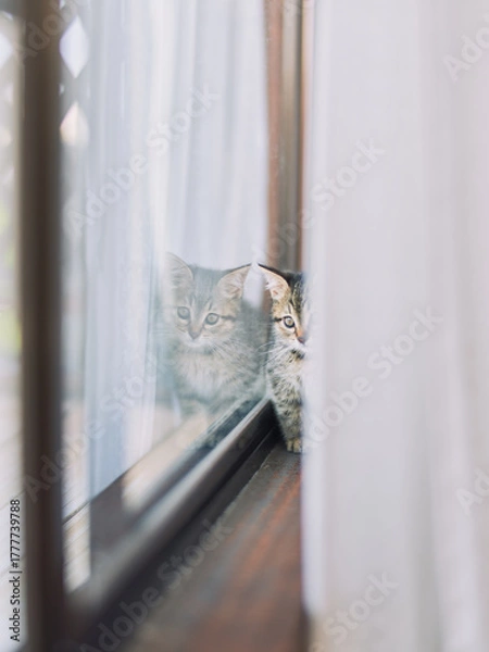Fototapeta Kitten looking at reflection in window light