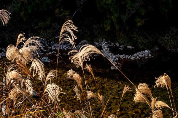 Obraz 河川敷のススキ