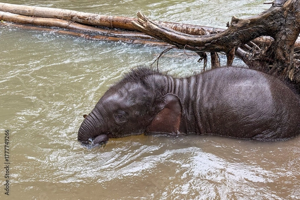Fototapeta elephant calf having a bath in a river in an Elephant's sanctuary in Chiang Rai, Thailand
