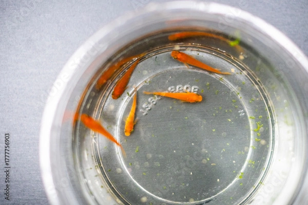 Fototapeta 赤いメダカ_楊貴妃