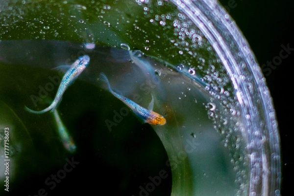 Fototapeta ラメメダカ_水合わせ