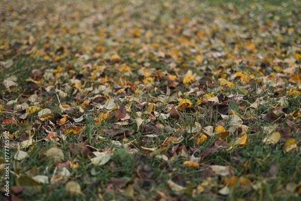 Fototapeta autumn leaves on the ground