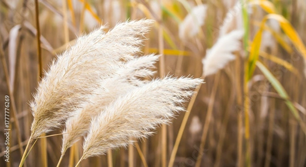 Obraz Pampas grass in a field, creating a soft and dreamy atmosphere in nature  , ai generated image