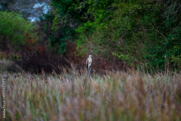 Fototapeta Beautiful bird 
