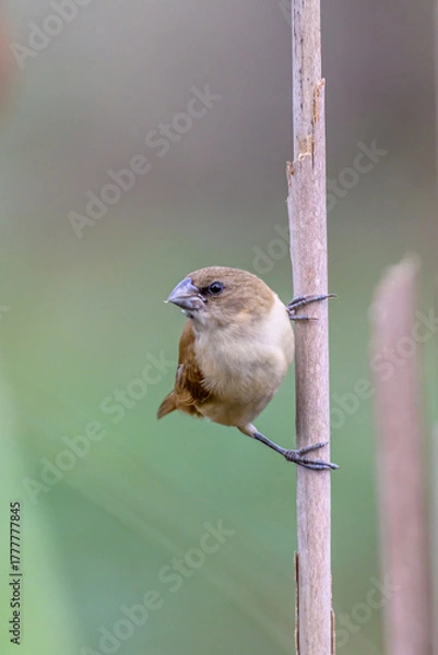 Fototapeta Beautiful bird 
