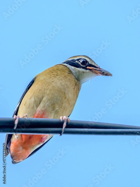 Fototapeta Beautiful bird 