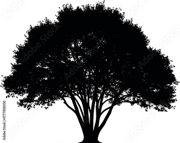 Fototapeta Silhouette of a large deciduous tree with a full canopy.