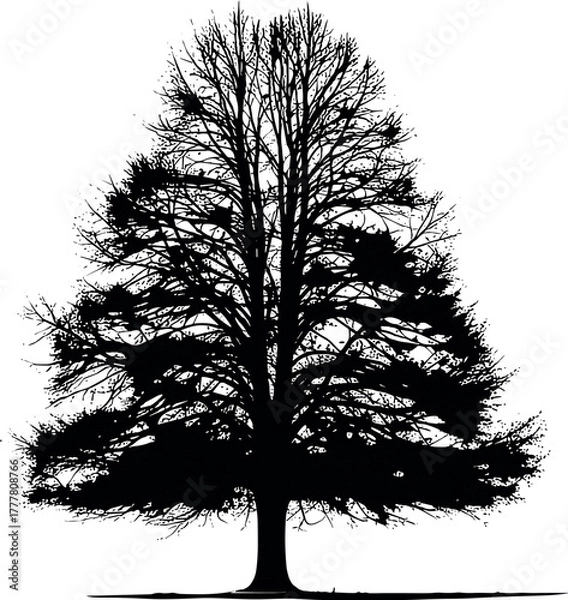 Obraz Striking silhouette of a leafless tree showcasing its intricate branch structure.