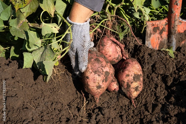 Obraz Sweet potato harvesting, harvesting in the garden.