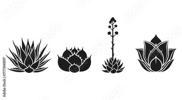 Fototapeta Vector  four different kinds of agave plants are displayed in a row in a simple graphic design