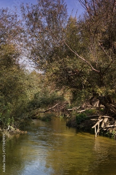 Fototapeta Serene river landscape with lush trees and calm water reflecting blue sky