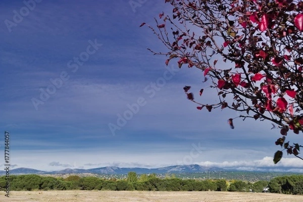 Obraz Vibrant autumn leaves contrast with a serene landscape under a cloudy sky in the mountains
