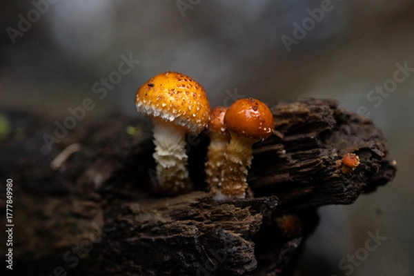 Obraz Close up of small mushrooms, pholiota cerifera, in the forest.