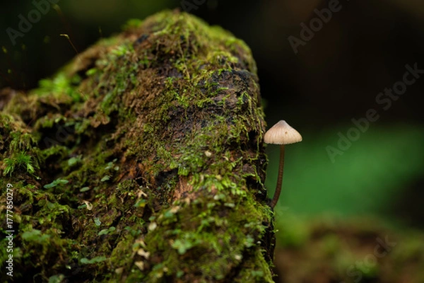 Obraz Tiny mushroom grows on a fallen tree trunk.