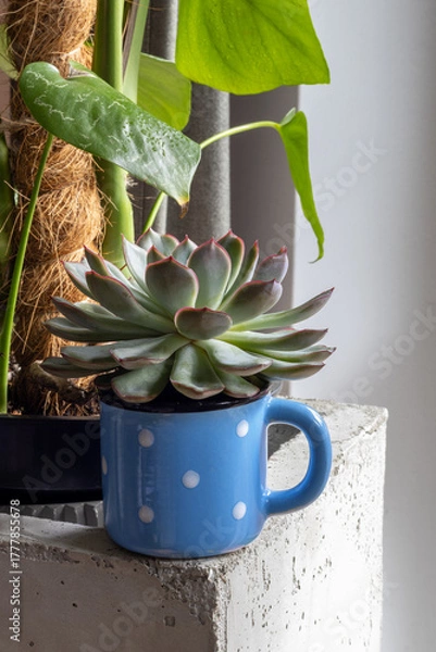 Obraz Succulent in a blue mug