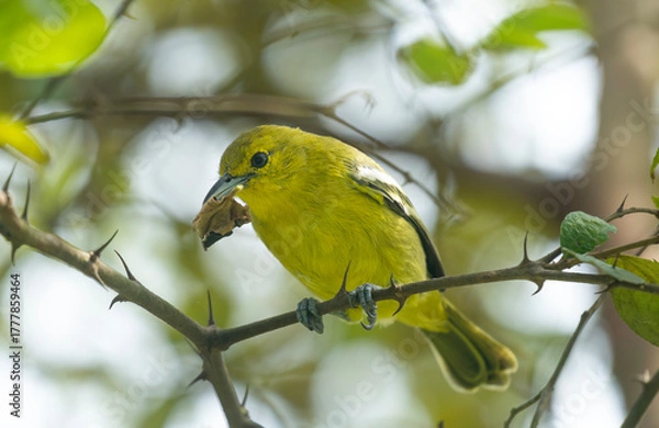 Fototapeta Common Iora (Aegithina tiphia) on a tree branch.
