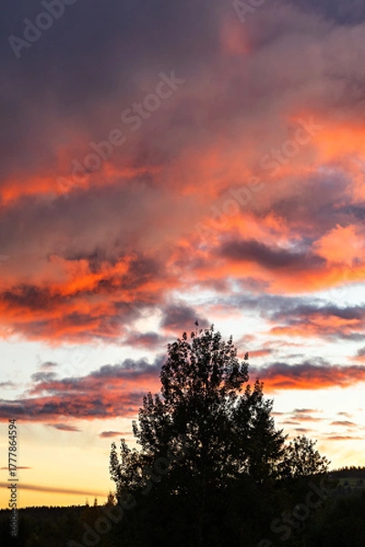 Obraz Dramatic sunset vibrant red orange sky clouds above a dark horizon trees silhouette in Sweden