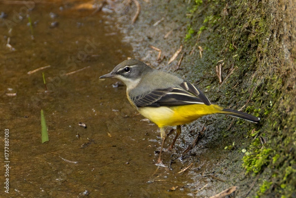 Obraz 排水溝を歩くキセキレイ