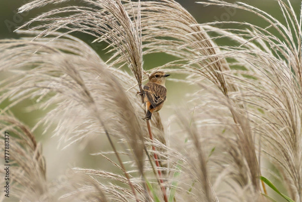 Obraz 揺れる長い草にとまっているノビタキ