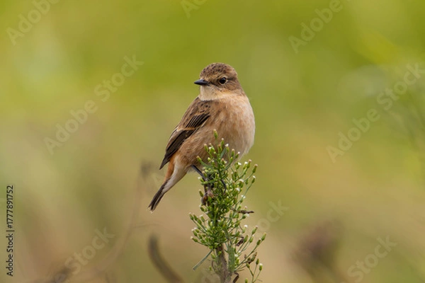 Obraz 羽虫を探すノビタキ