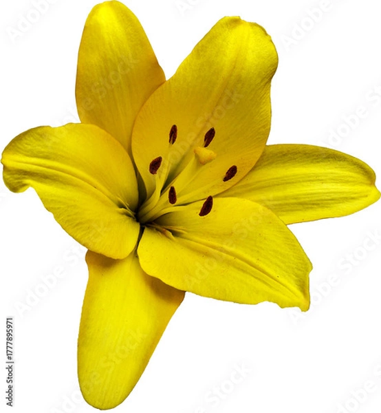 Obraz Large yellow lily flower