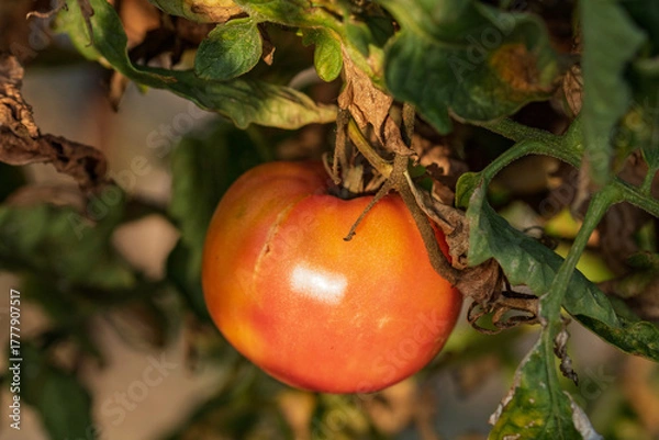 Obraz Ripe tomato hanging from the vine in a greenhouse