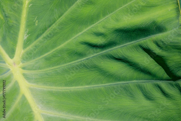 Fototapeta background green leaf surface close-up