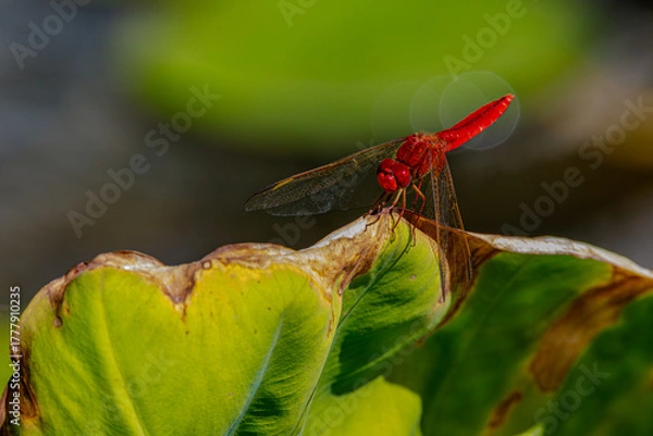 Obraz red dragonfly on a green leaf	
