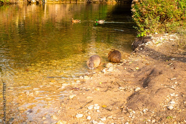 Obraz squirrel in the river
