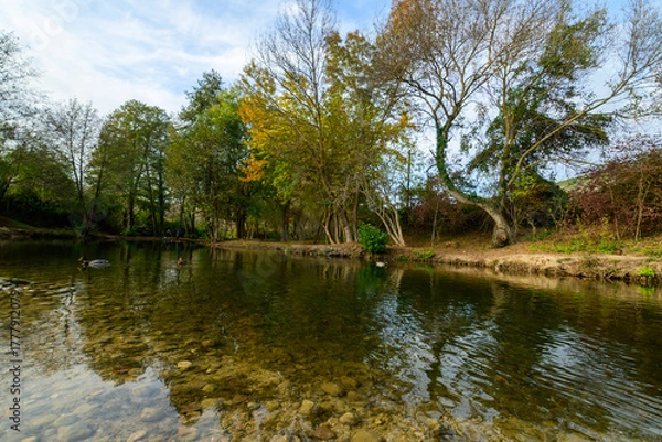 Obraz trees in the park