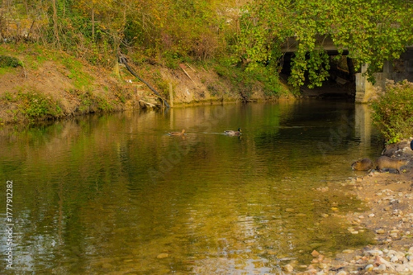 Obraz river in autumn